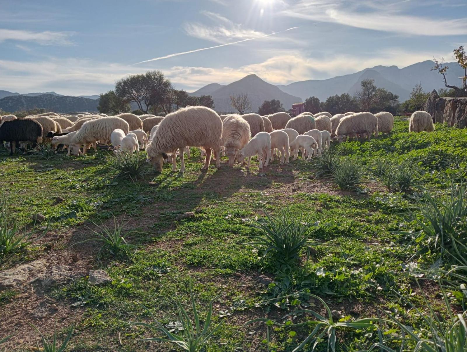 Agriturismo Sa Murta Dorgali Exteriér fotografie