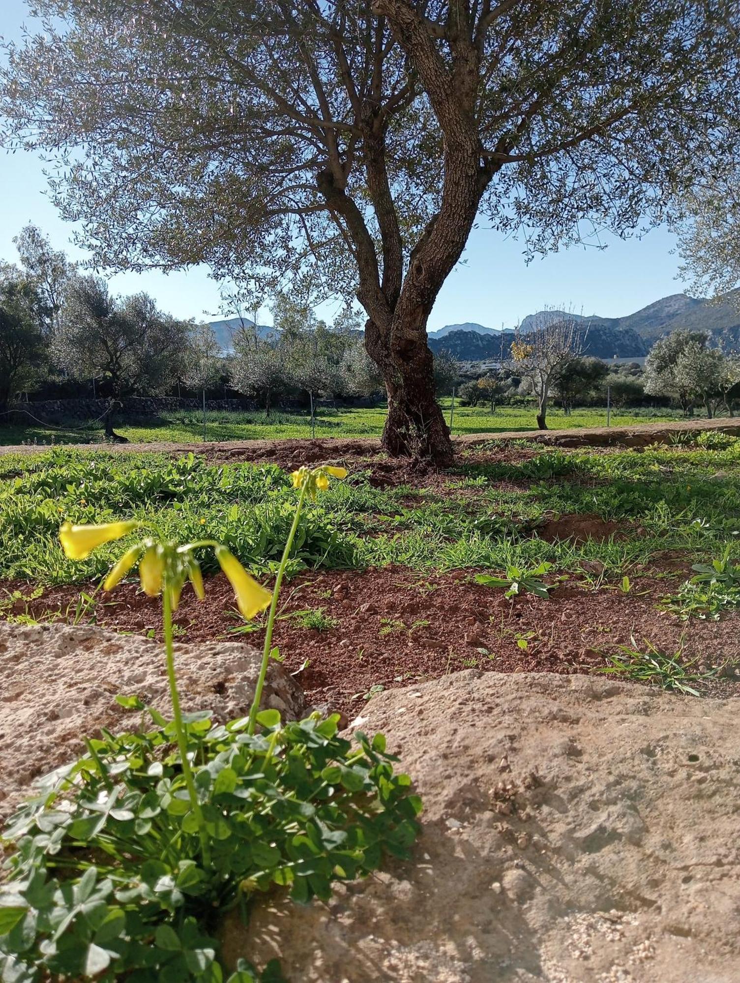 Agriturismo Sa Murta Dorgali Exteriér fotografie